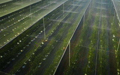 pan african sustainability