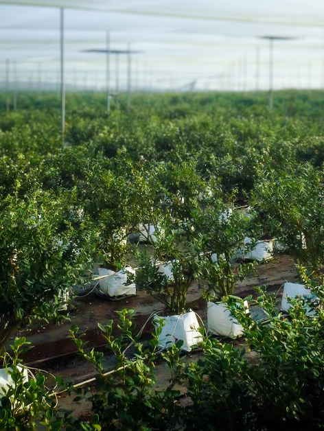 Blueberry farm